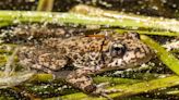 San Diego Zoo Wildlife Alliance reintroduces endangered frogs into SoCal lake
