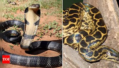 King cobra vs. Anaconda: Key differences, features, behaviours and more | - Times of India