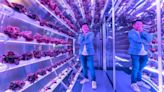 Así es Farm66, la startup en la que invierte Jack Ma y que conmueve al mercado con su agricultura vertical en edificios