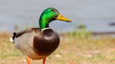 Ducks Descend on Australian Homes in a Scene Out of a Hitchcock Movie