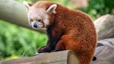 Endangered red panda comes to Virginia Zoo