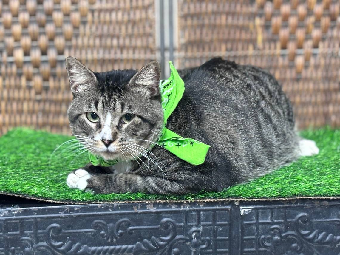 Wichita’s SB Mowing rescued a cat; online followers then rescued entire cat sanctuary