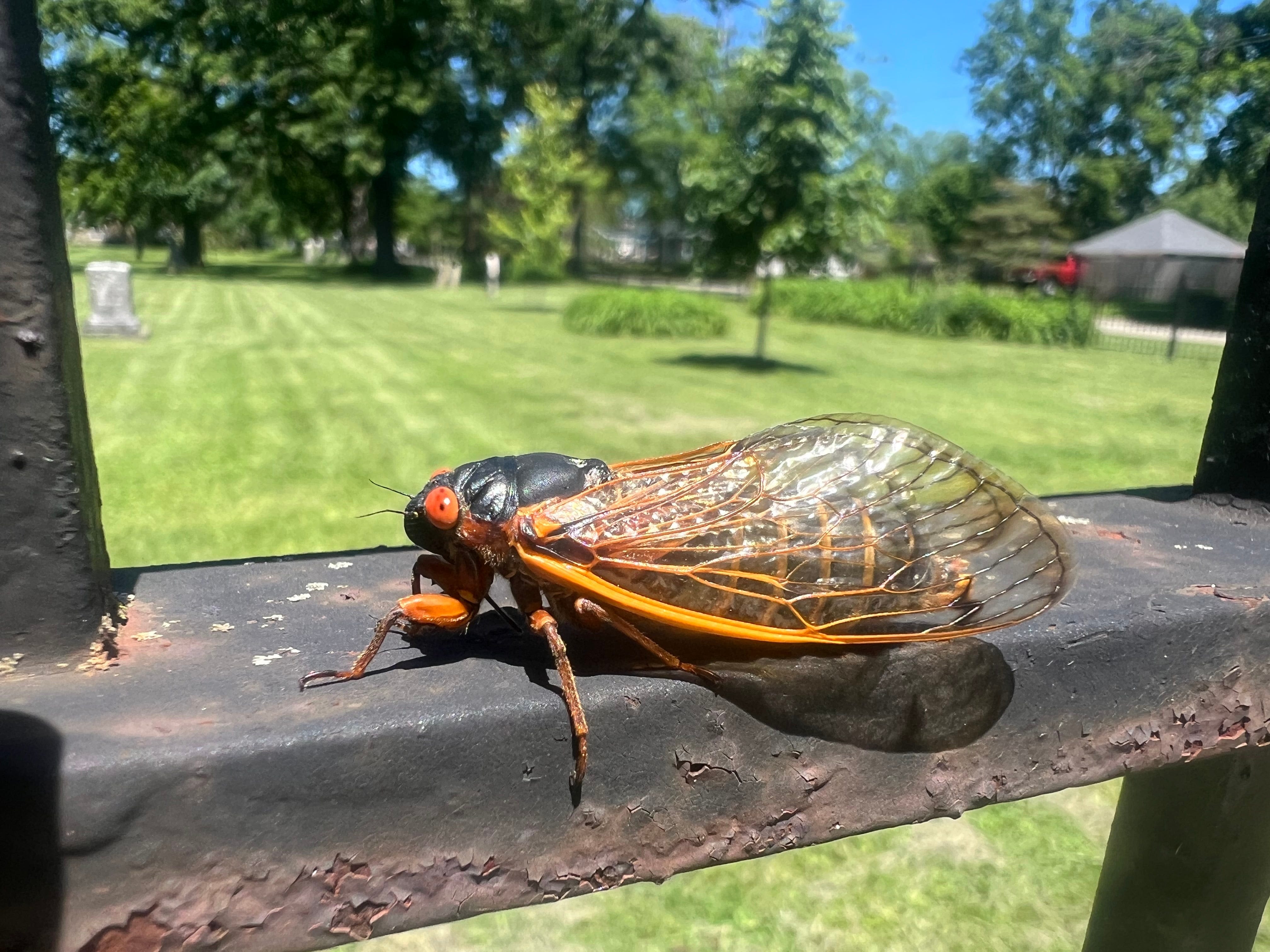 Millions of cicadas are blanketing Lake Geneva. Here's what they look and sound like