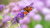 32 Plants to Attract Butterflies to Your Yard, from Asters to Milkweed