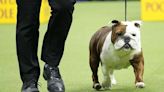 New rankings show French bulldogs reign on as top U.S. breed, making many fans shudder | Northwest Arkansas Democrat-Gazette