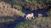 Cape Breton moose hunting suspended for 3 years due to 'significant' drop in population