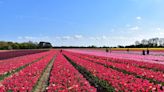 The best UK flower fields for a picture-perfect day out