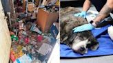 9 sick dogs found in filthy home with owner who’d been dead for 12 days