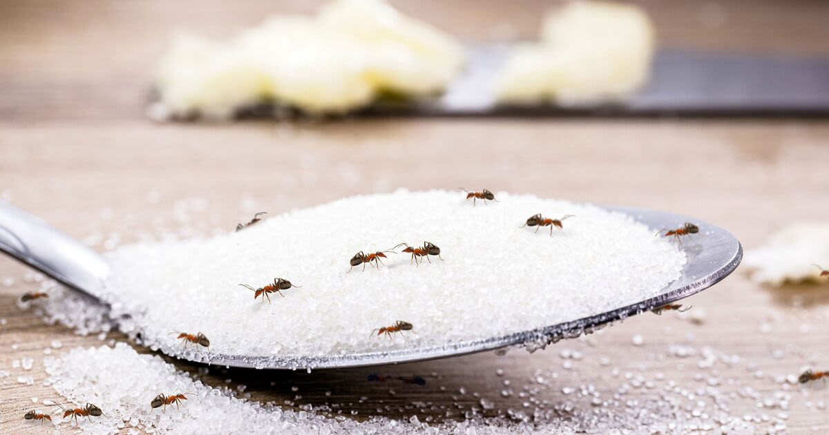 Get rid of ants from your home naturally with a £7 method banishing them forever