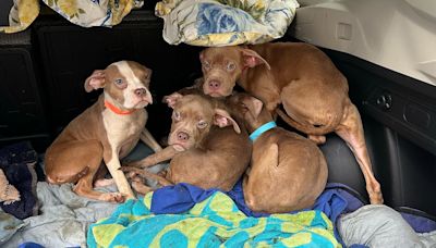 Puppies left abandoned in airtight, feces-filled container at NY gas station