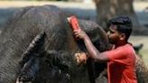 Caretakers bathe an elephant at a zoo in Mumbai as authorities across South and Southeast Asia issue extreme heat warnings