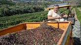 Crise do clima deve reduzir em mais da metade áreas onde dá para plantar café no Brasil; veja onde