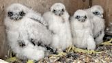 Help name 4 peregrine falcon chicks that live on the Cuomo Bridge. Do you like Beakonce?