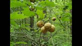 Extrañas bolas que aparecen en árboles en Connecticut están realmente vivas. Entérate lo que sale de ellas
