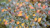 Winter Azalea Care: Learn Simple Ways to Keep These Plants Healthy