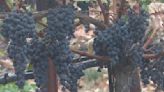 Napa Valley seeing terrific grape harvests, but demand for wine may be plateauing