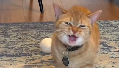 Cala, The Viral 'I Go Meow' Singing Cat, Has Passed Away