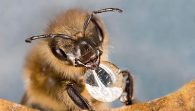 Honeybee Super-Senses Detect Lung Cancer And Distinguish Between The Two Main Types