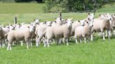 Lamb prices continue to fall with greater supply