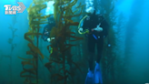 澳洲95%海藻林死亡！谷歌AI技術尋找抗熱基因│TVBS新聞網