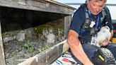 3 falcon chicks hatch atop the Verrazzano-Narrows Bridge in New York City