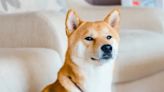 The Best Japanese Dog Names for Your Pet