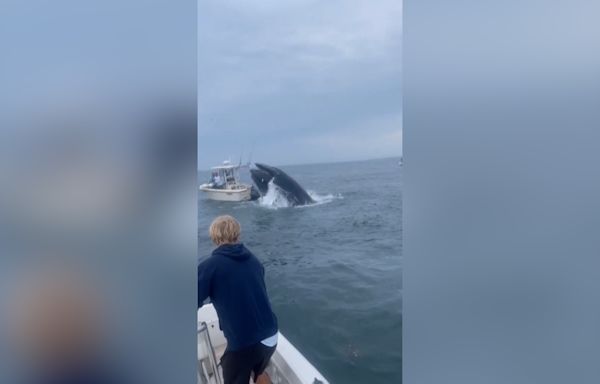 Watch: Moment whale capsizes fishing boat off New Hampshire