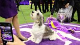 Westminster Dog Show 2023 winners: A complete list including Best in Show