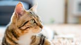 Detectado en Europa el primer caso de esta enfermedad alimentaria en un gato