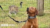 Yorkshire zoo helps dogs training to join anti-poaching unit