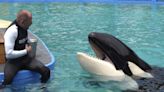 La orca Lolita volverá a las aguas que la vieron nacer hace más de cinco décadas