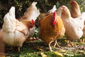 Salmonella outbreaks linked to backyard poultry
