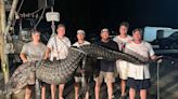 Friends Bag Massive 12-Foot Alligator Weighing More than 500 Pounds