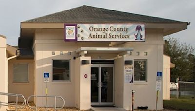 Orange County animal shelter briefly pauses intakes, adoptions due to contagious bacteria