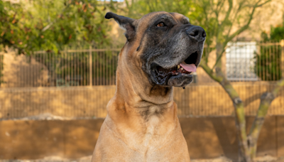 Great Dane Greets His Dad’s Girlfriend in the Sweetest Way Possible