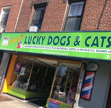 lucy's lucky dogs