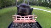 Black bear films himself running away with bird feeder