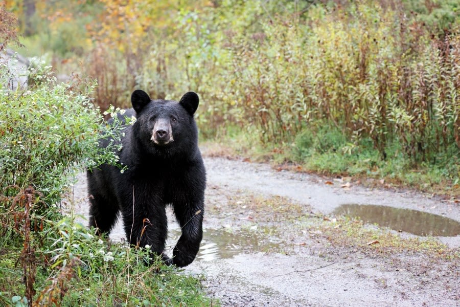 Bear euthanized after reported Steamboat Springs attack