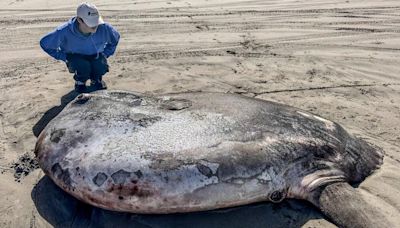 Rare 7-foot 'sunbathing' fish washes ashore in unexpected place