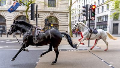 Video: Caos en Londres tras escaparse 5 caballos de la Guardia Real