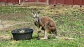 Amarillo Zoo adds new resident kangaroo Ike to join Mike