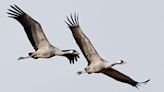 Nature reserve sees first crane chick take flight