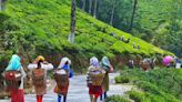 Hill unions unite for bonus talks, common platform in Darjeeling tea sector