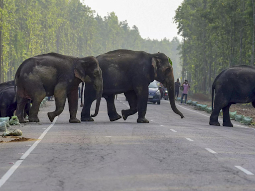 Safari gone wrong: Elephant pulls woman out of vehicle, tramples her to death in Zambia - Times of India