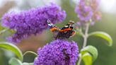 20 Butterfly Bush Varieties for Blooms From Summer Through Autumn