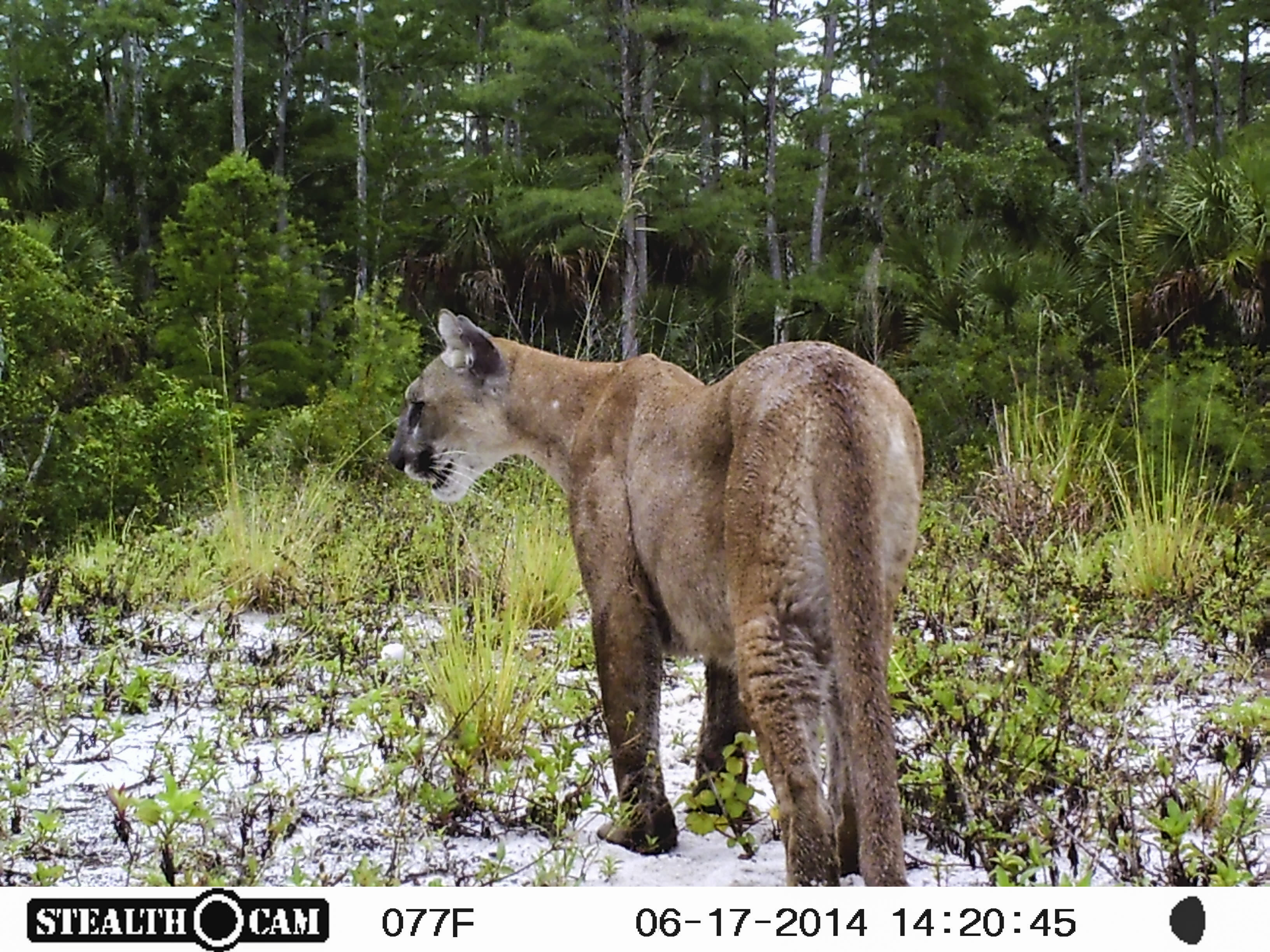 Extinction of Florida panther a concern if halted subdivisions given green light to continue