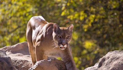 First North American case of ‘staggering disease’ found in Colorado mountain lion