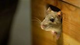 5 Deadly Diseases That Spread From Rats and Rodents; Ways To Protect Yourself