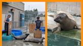 This L.A. marine mammal rescue center is at max capacity. Here's how you can help