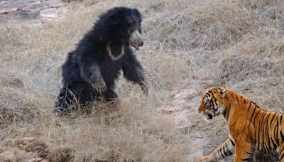 This Is What Happens When Tigers Try to Sneak Up on Small Bears